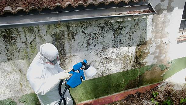 Top rated local Mold Cleanup specialists in McKinney, TX